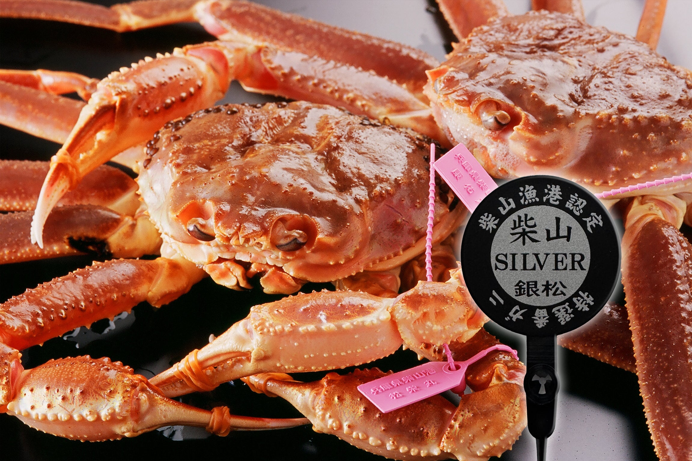 柴山がに 活姿 柴山シルバー 1匹【冷蔵】 (12月11日~1月10日到着分)