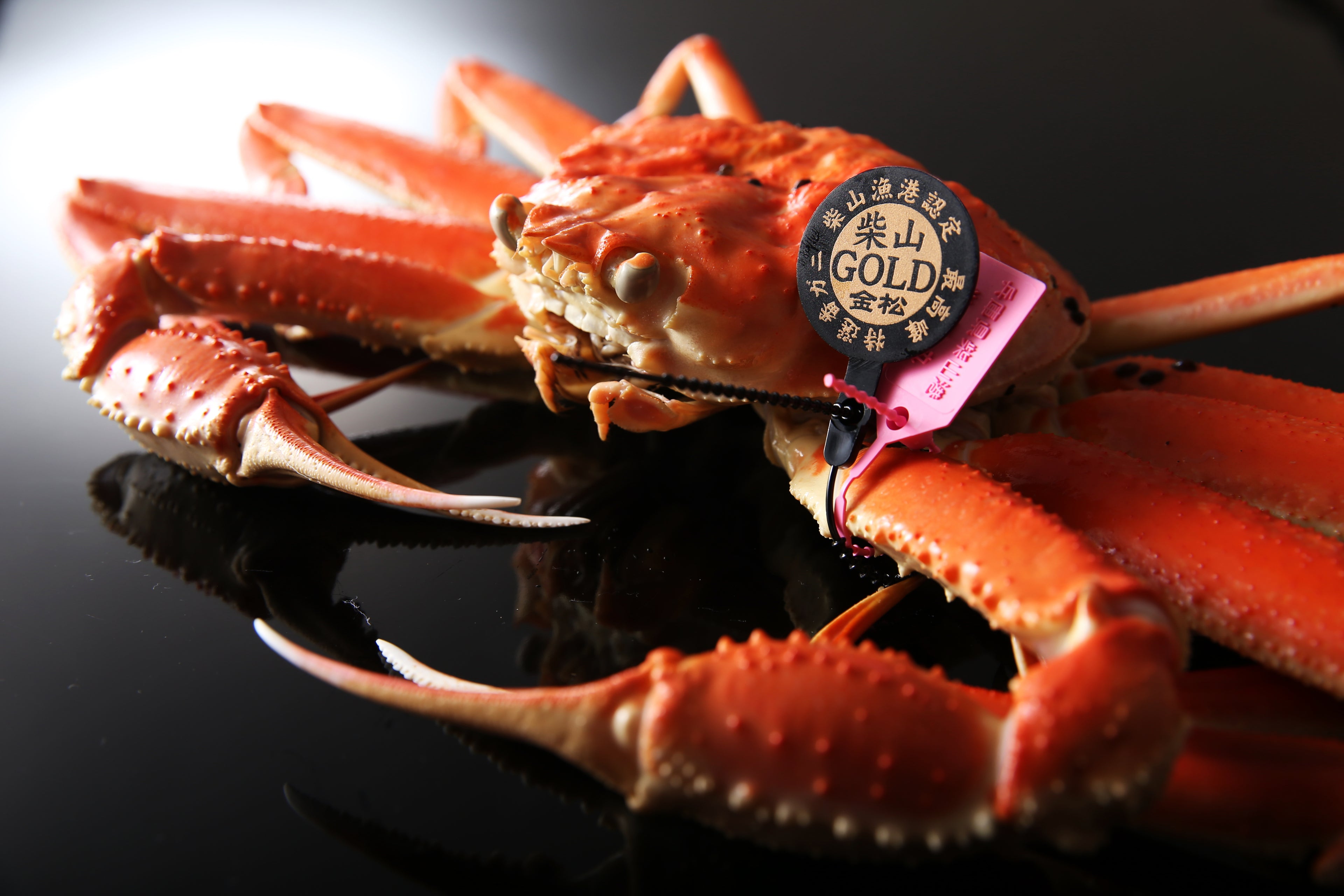 柴山がに 茹姿柴山ゴールド  1匹【冷蔵】 (1月11日~3月末着分)