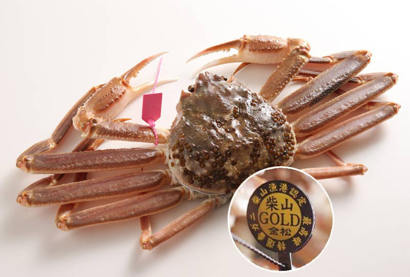 柴山がに 活姿柴山ゴールド 1匹【冷蔵】  (1月11日~3月末着分)