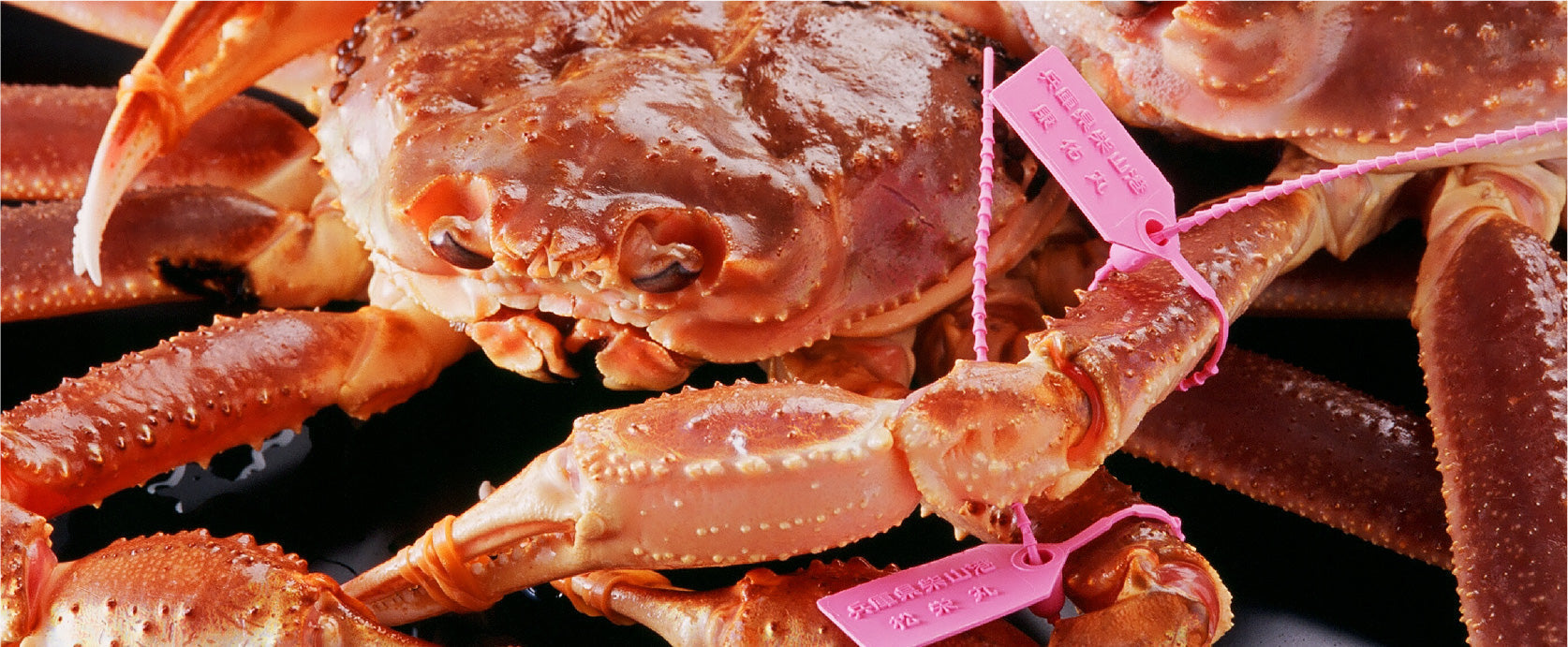 柴山がに、いよいよ解禁！