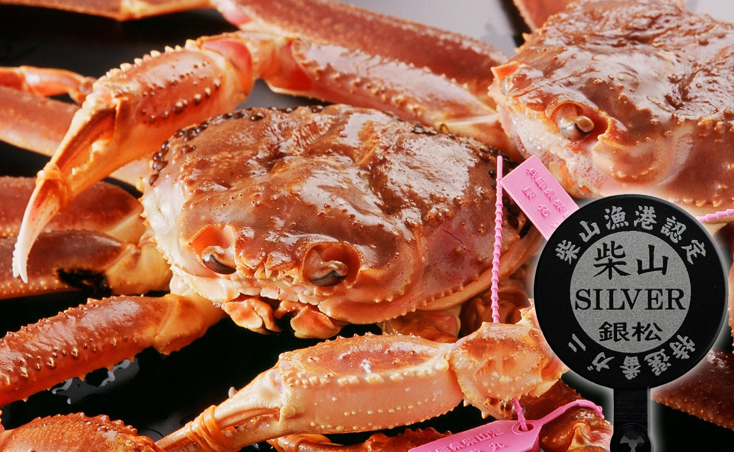 柴山がに　活姿　柴山シルバー 1匹【冷蔵】　（1月11日～3月末日到着分）