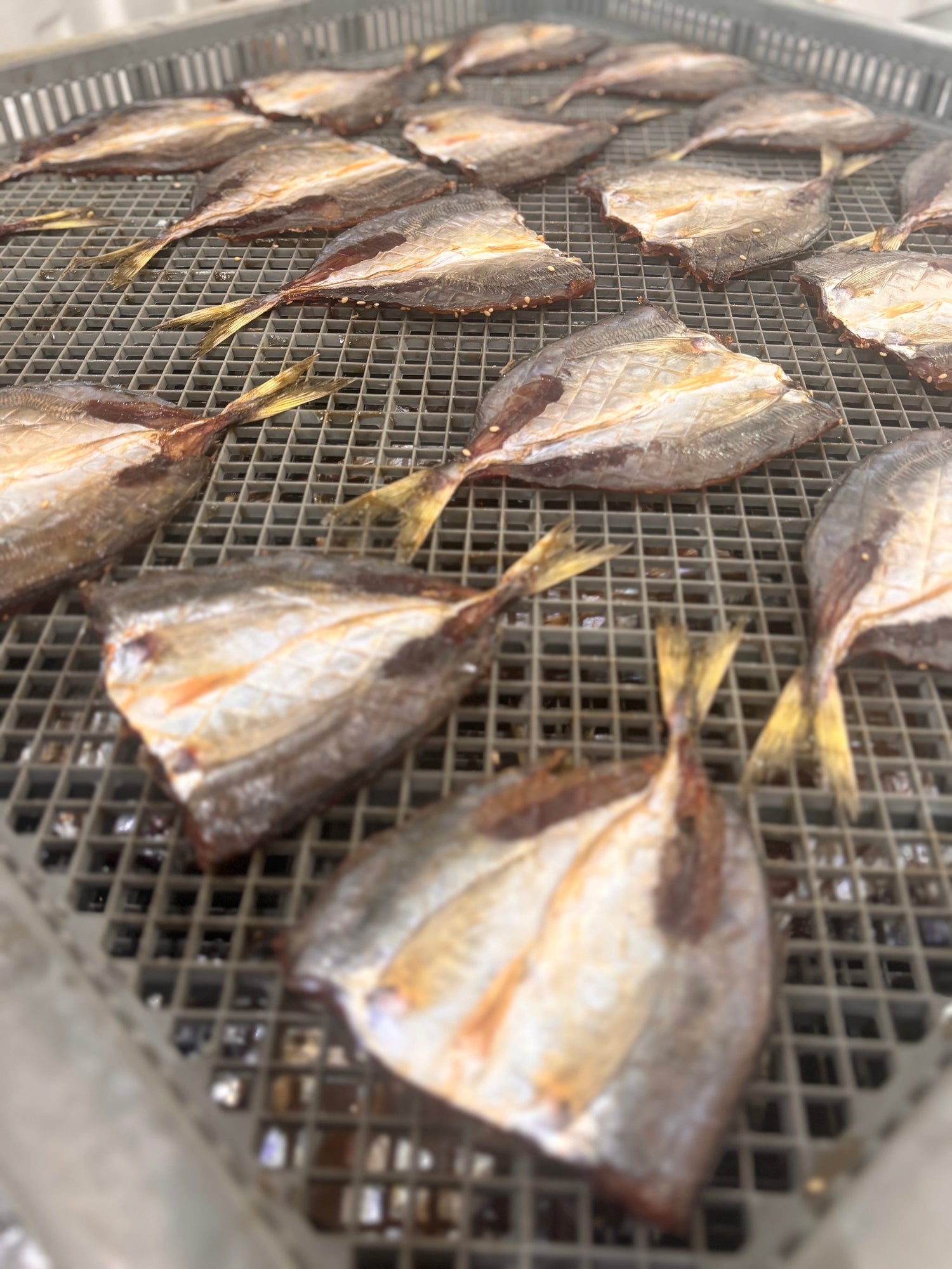 Flatfish (dried) [frozen]