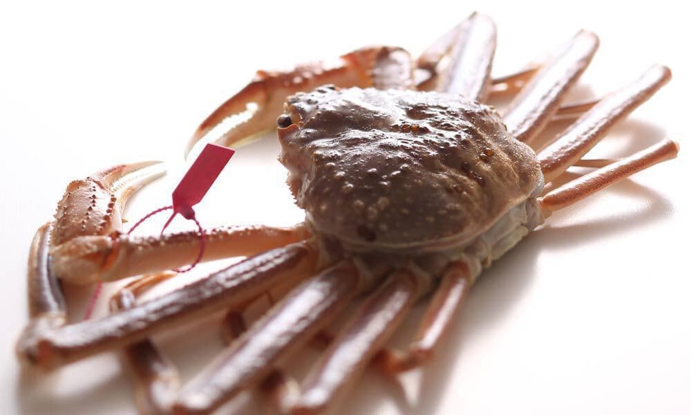 Shibayama crab, live [refrigerated] (10,000 yen rank)